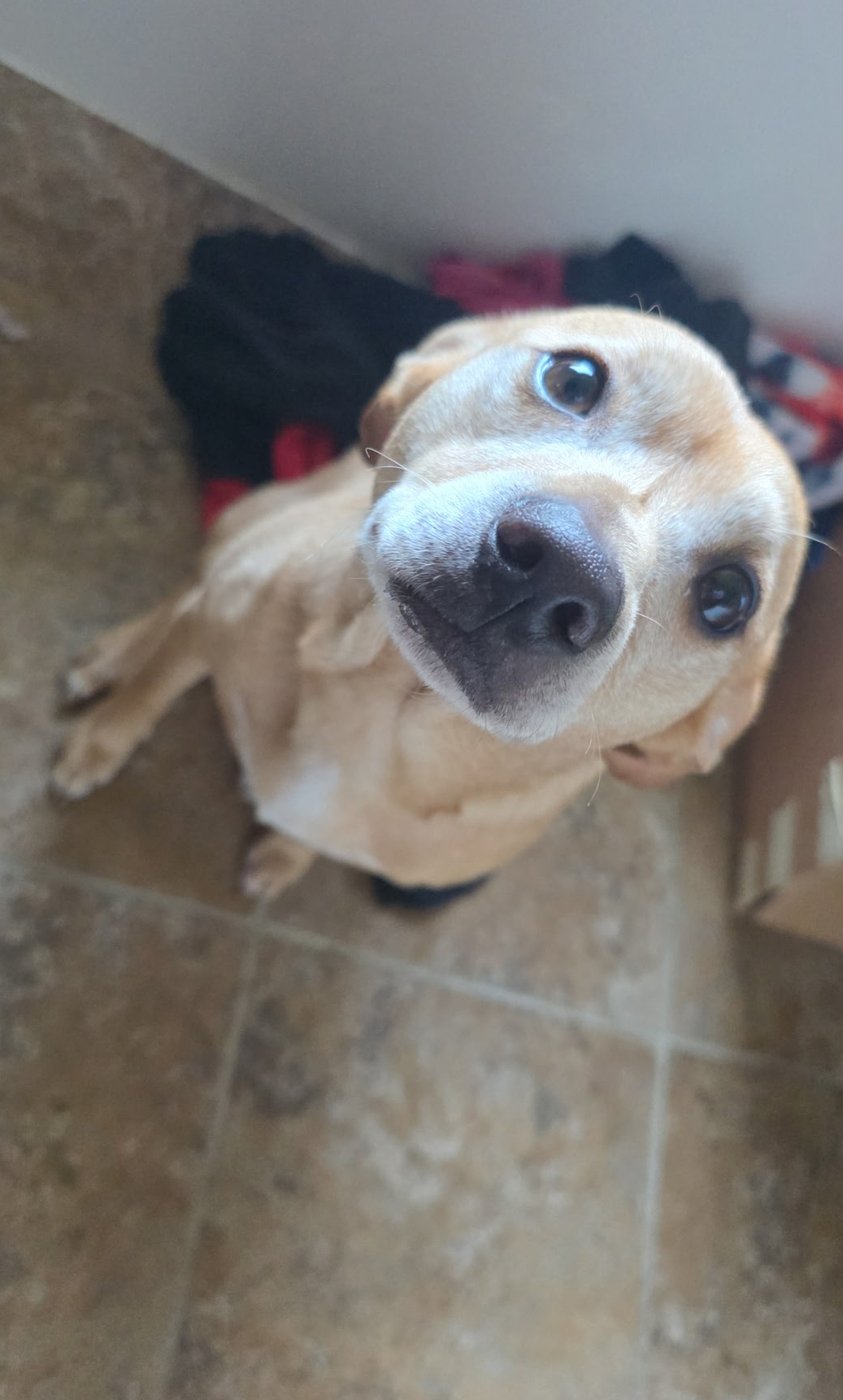 Simba